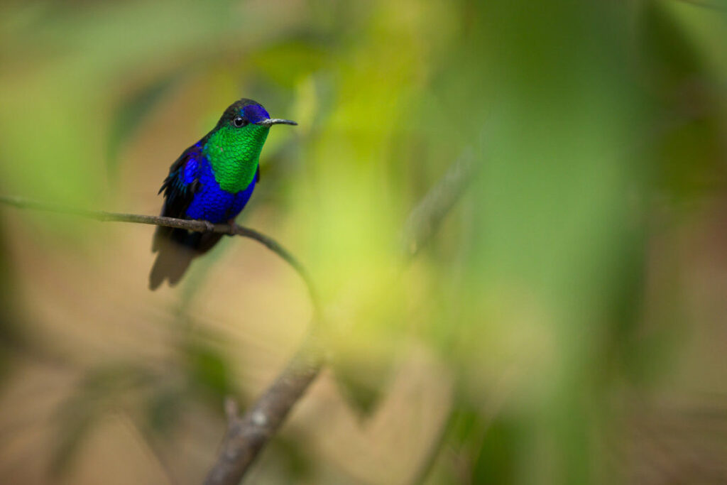 Observación de aves Cerro Kennedy Minca Colombia