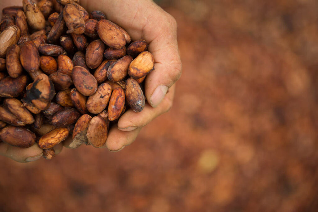 Cacao Minca Colombia @ Tristan Quevilly 11